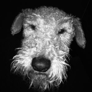 Meet your Posher, Leonard